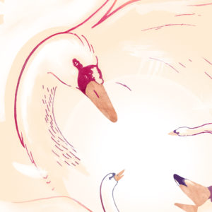 illustration swans